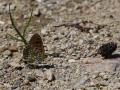 Melitaea ornata ()